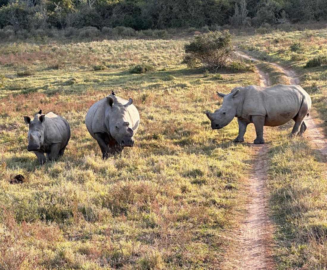 Twee neushoorns op het pad in een privereservaat, Zuid-Afrika