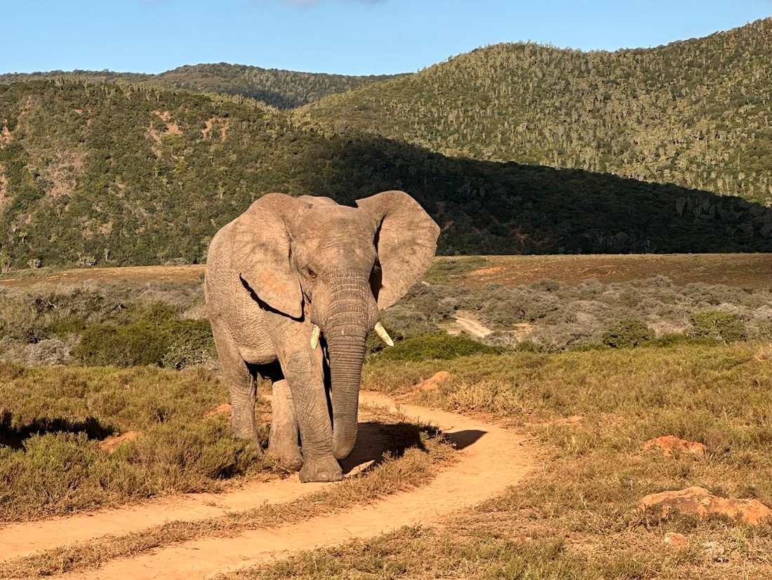 Een olifant midden op het pad, Zuid-Afrika