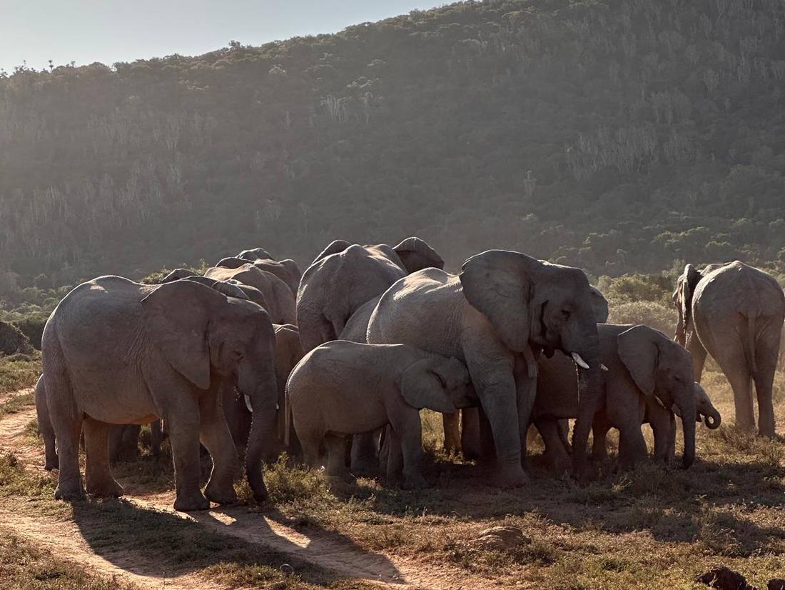 Een kudde olifanten bij een drinkplaats in Zuid-Afrika