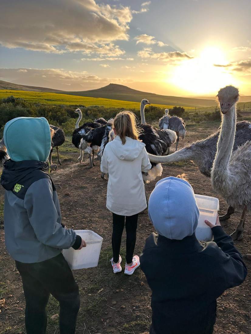 De kinderen voeren struisvogels op de boerderij, Zuid-Afrika