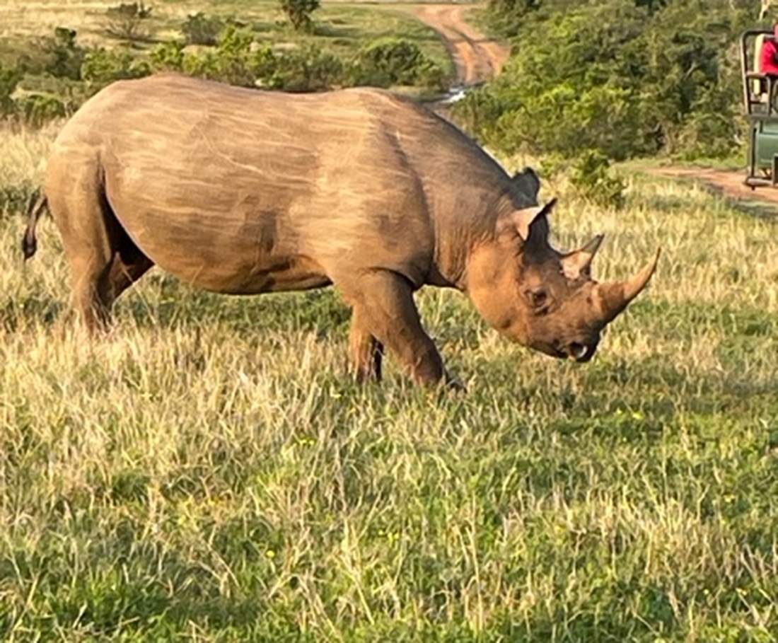 Een witte neushoorn graast in het gras van het reservaat Kariega, Zuid-Afrika