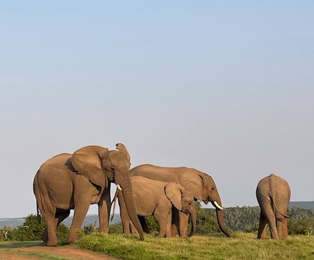 Drie olifanten op een pad in het reservaat Kariega, Zuid-Afrika