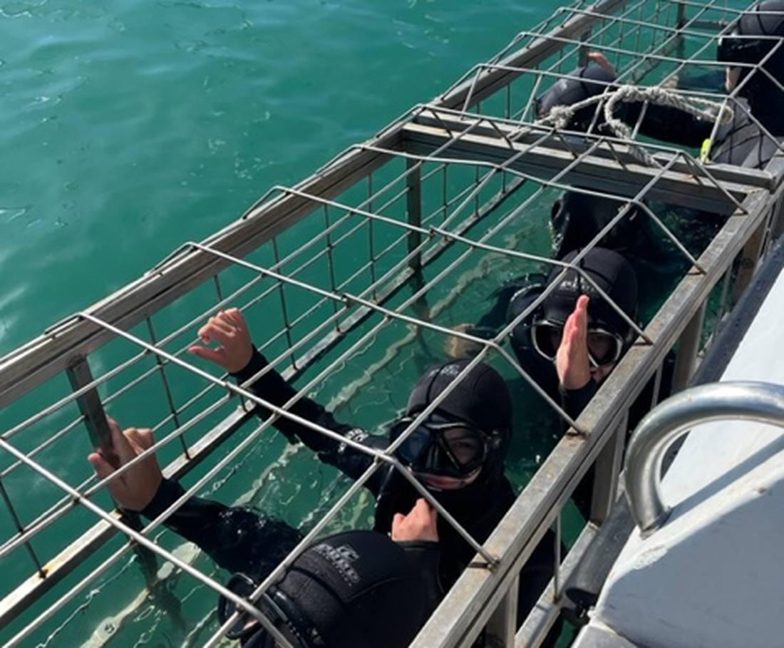 Duiken in een kooi tussen de haaien voor de kust van Zuid-Afrika