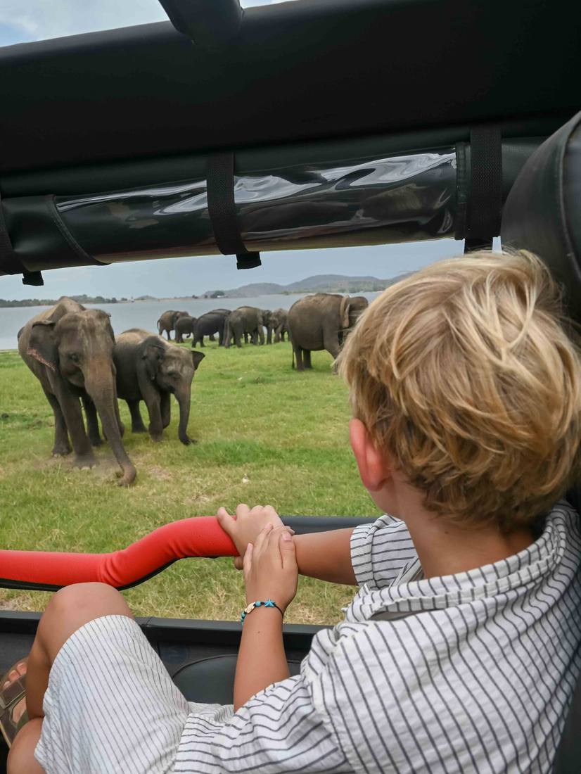 Olifanten gezien vanuit de safarijeep, Sri Lanka
