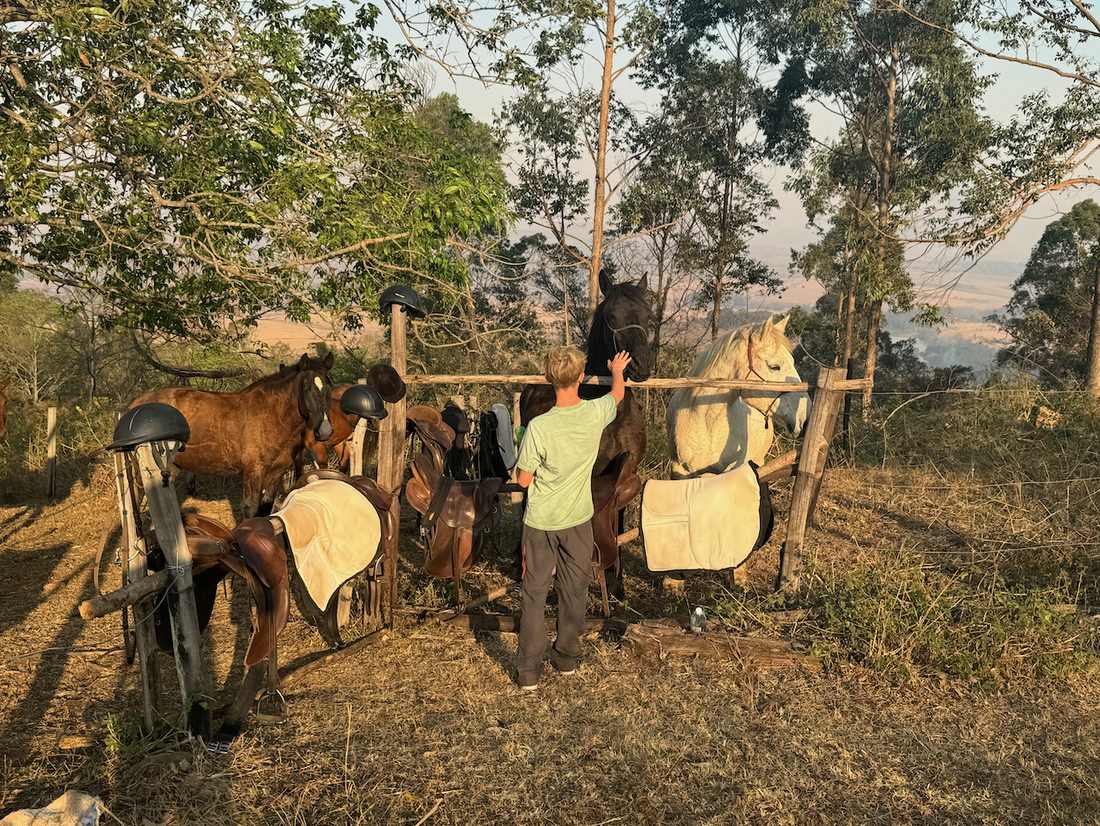 De zadels hangen aan het rek naast de paarden