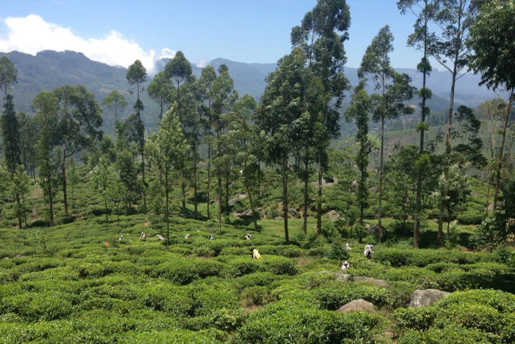 Theevelden in Sri Lanka