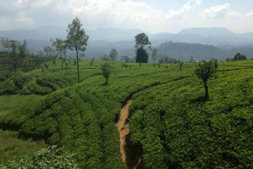 Theevelden in het bergland, het heuvelland van Sri Lanka