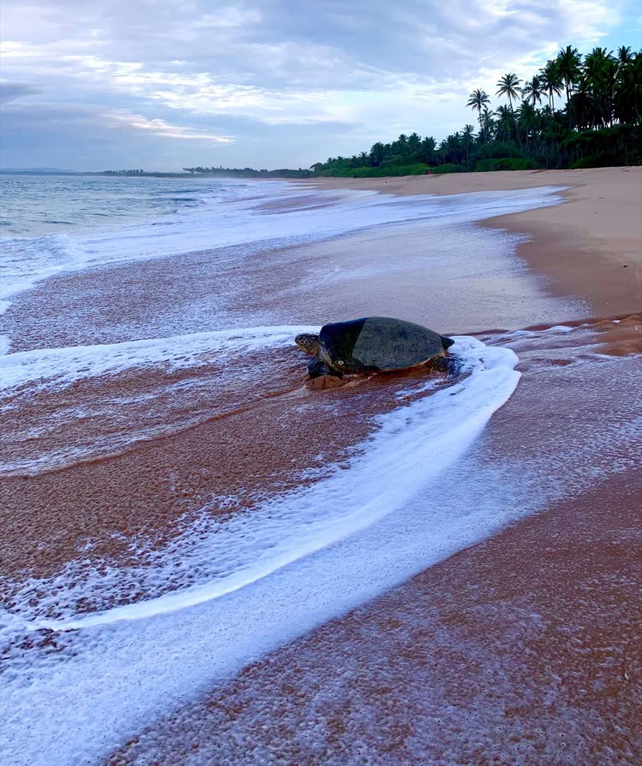 Op het strand bij de schildpadden, Sri Lanka