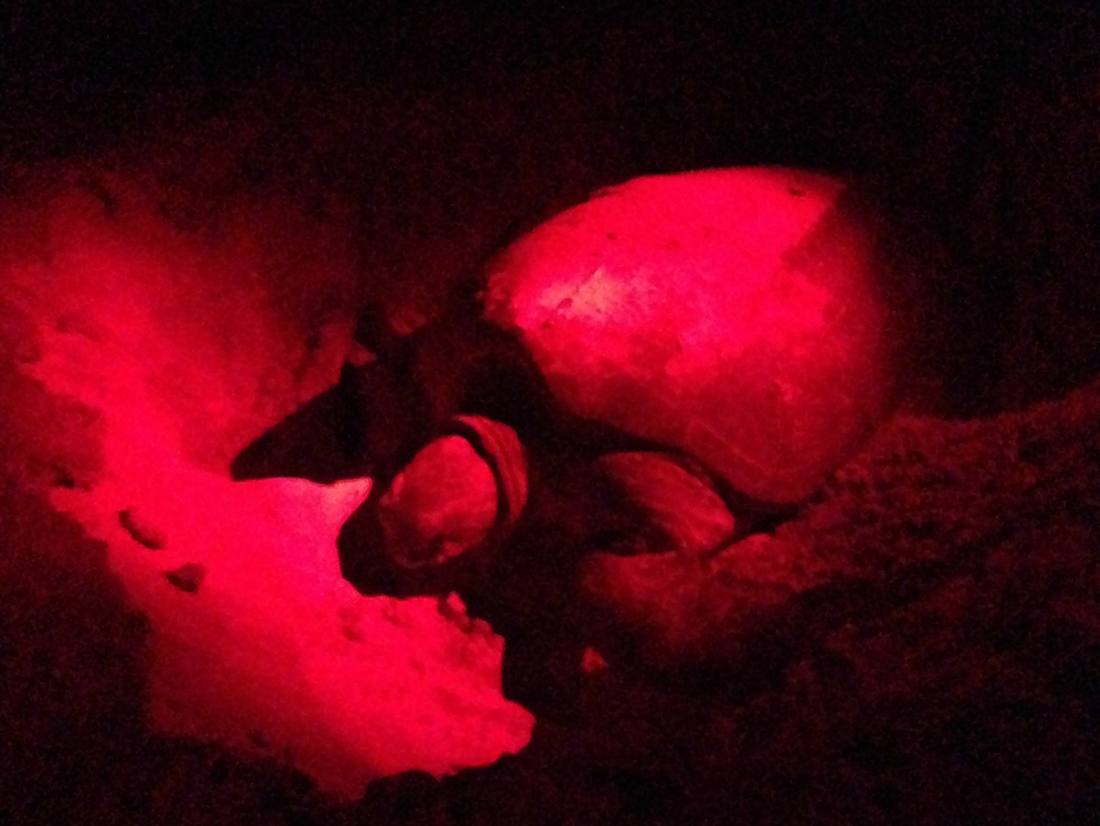 We zien schildpadden hun eieren leggen