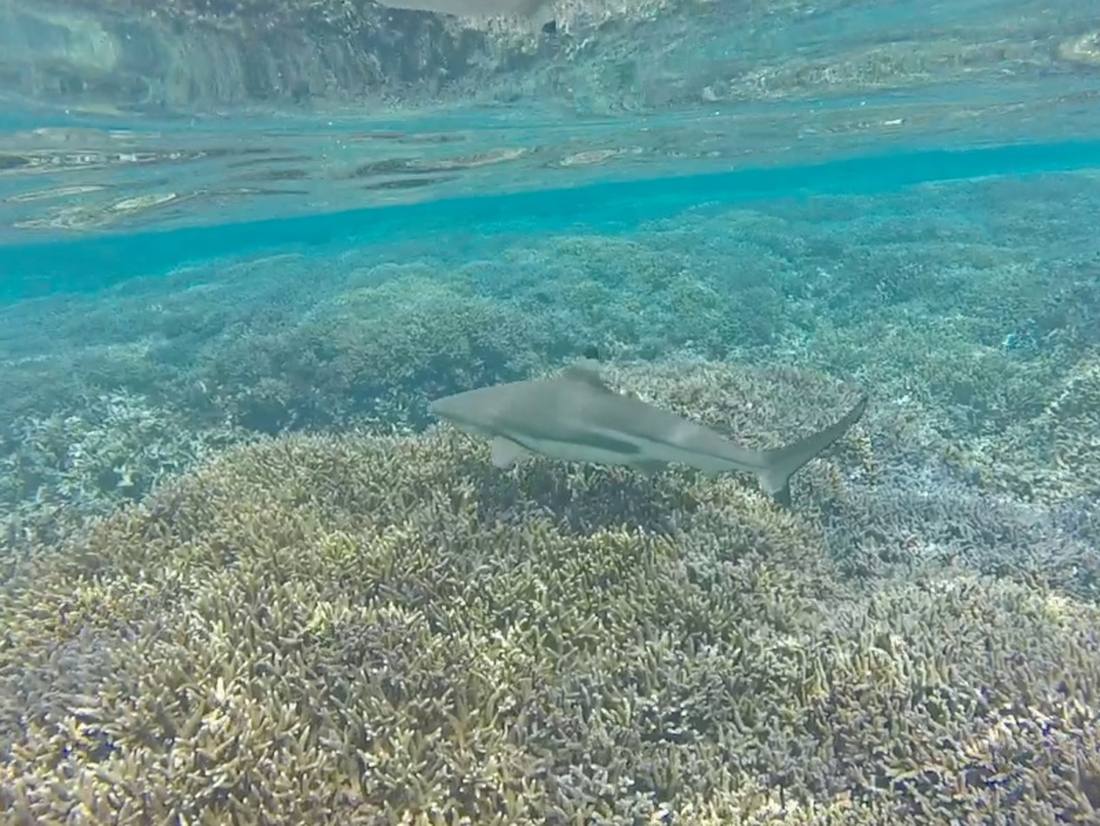 rifhaaien bij Pigeon Island