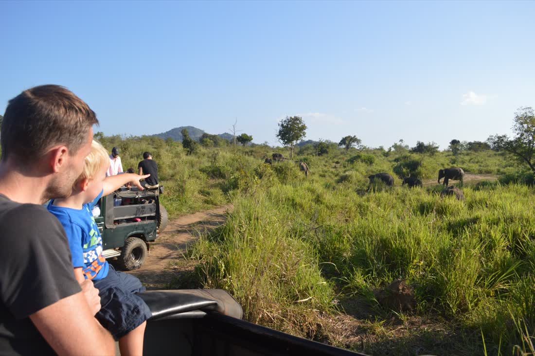 Olifanten tijdens een safari in een nationaal park in Sri Lanka
