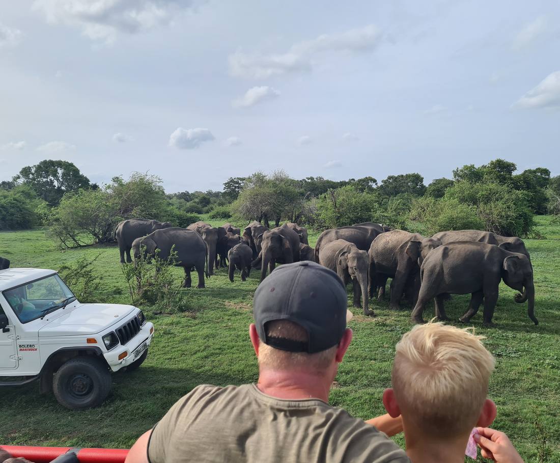 Een gezin kijkt vanuit de safarijeep naar olifanten in het park, Sri Lanka