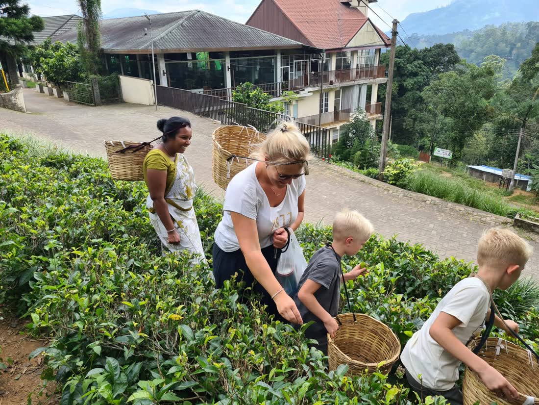 Theeplukken op de plantage, Sri Lanka
