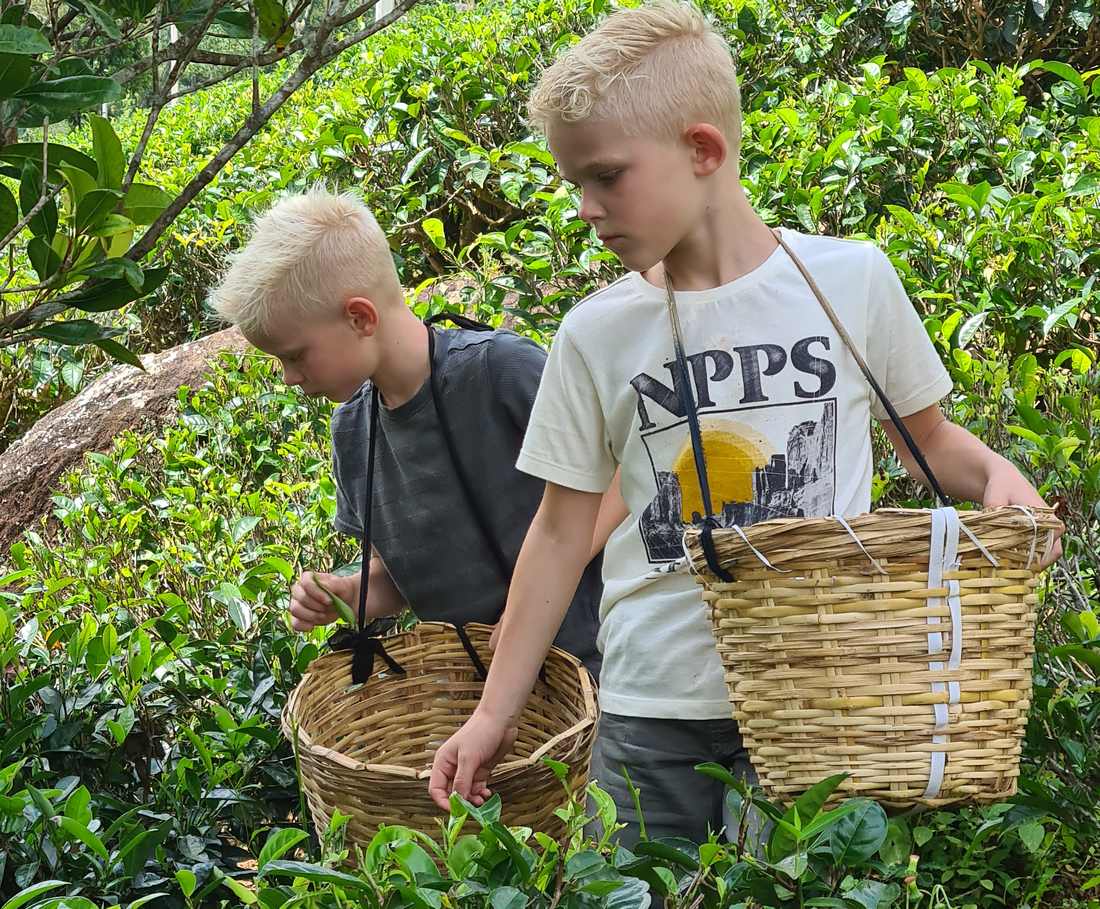 Twee kinderen plukken thee met een mand tussen de theestruiken in Sri Lanka
