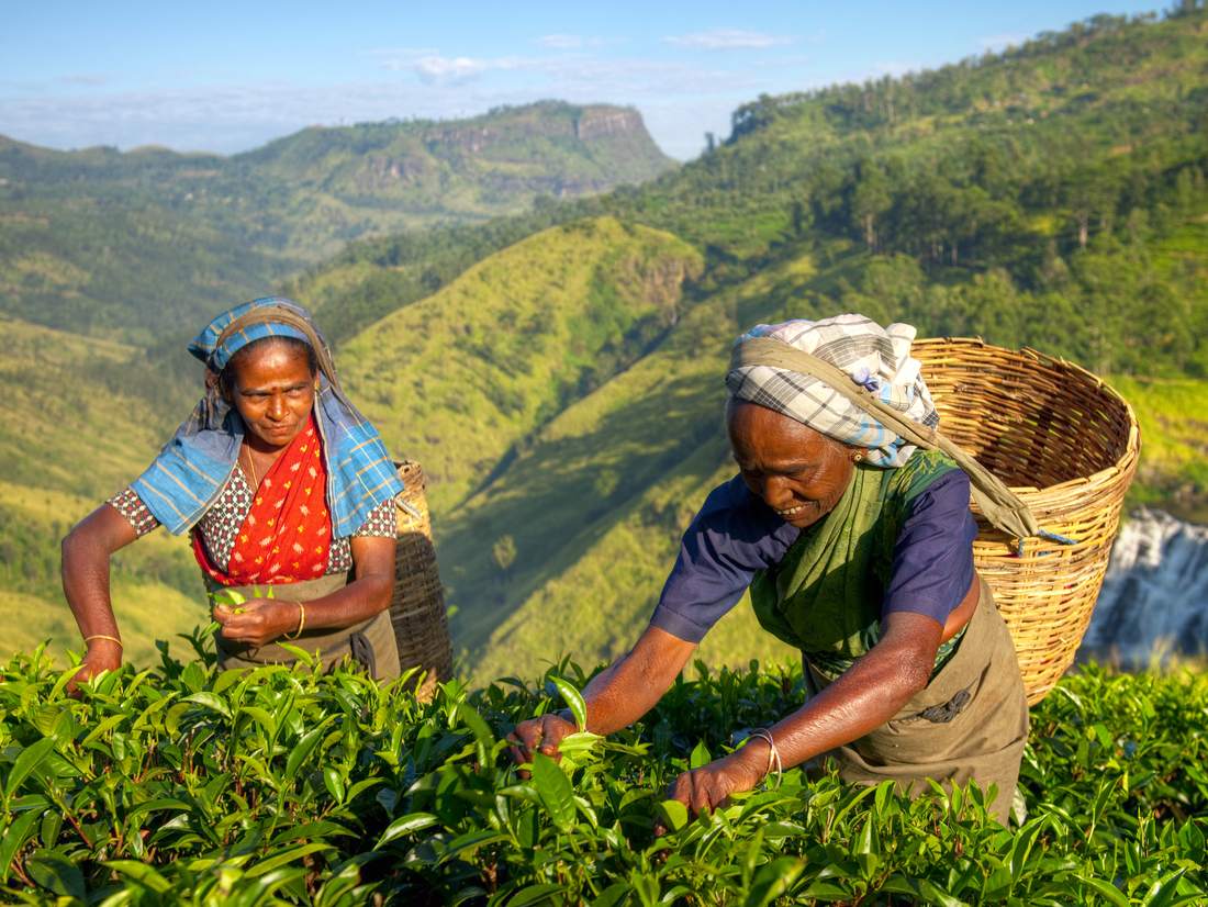 Theepluksters met hun mand in de heuvels bij Nuwara Eliya, Sri Lanka