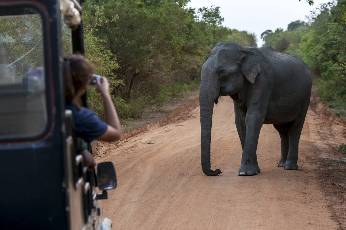 Een olifant loopt langs de safarijeep in Yala, Sri Lanka