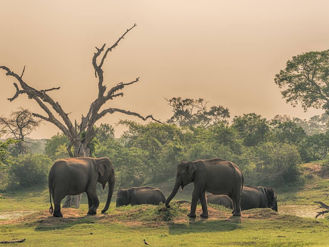 Olifanten in het ochtendlicht in Yala, Sri Lanka