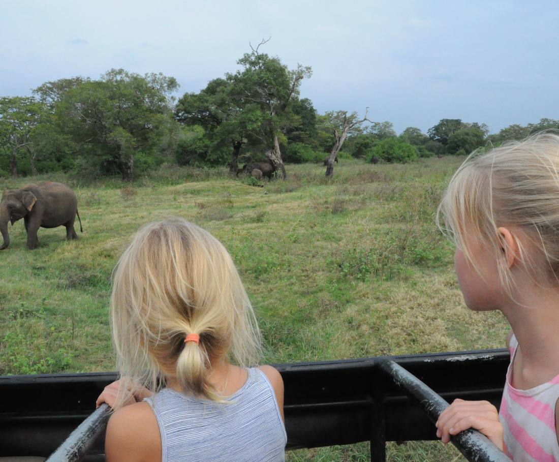 Kinderen in de safarijeep kijken naar buffels in het park, Sri Lanka