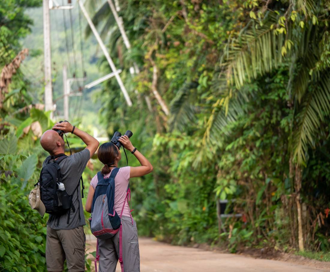 Met een gids te voet op avondsafari in de jungle van Khao Sok, Thailand