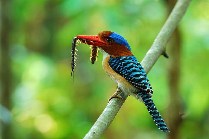 ijsvogel, Thailand
