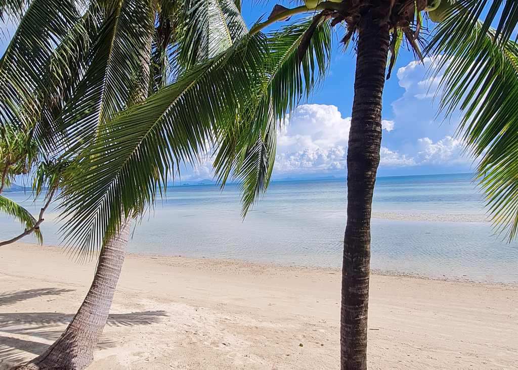 Het strand van Koh Samui met palmen en helder water, Thailand