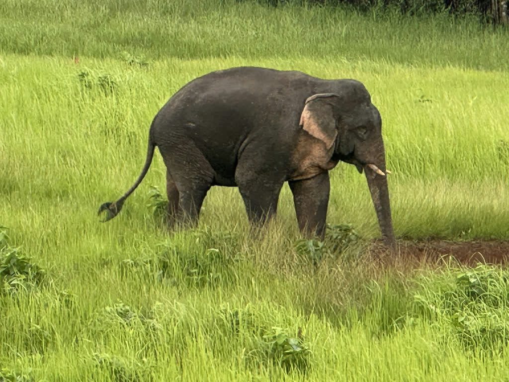 Olifant in het hoge gras van een nationaal park in Thailand
