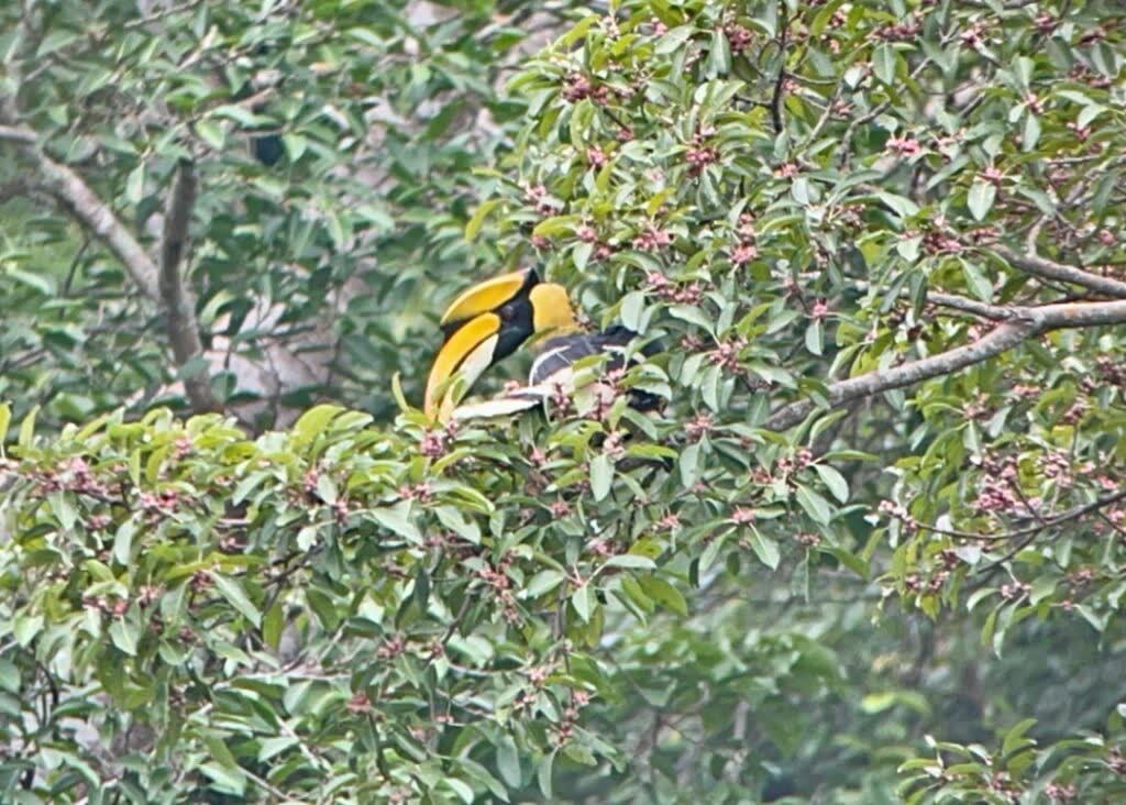 safari in Khao Yai National Park, Thailand