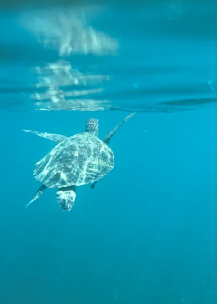 snorkelen met schildpadden bij Koh Tao, de Golf van Thailand