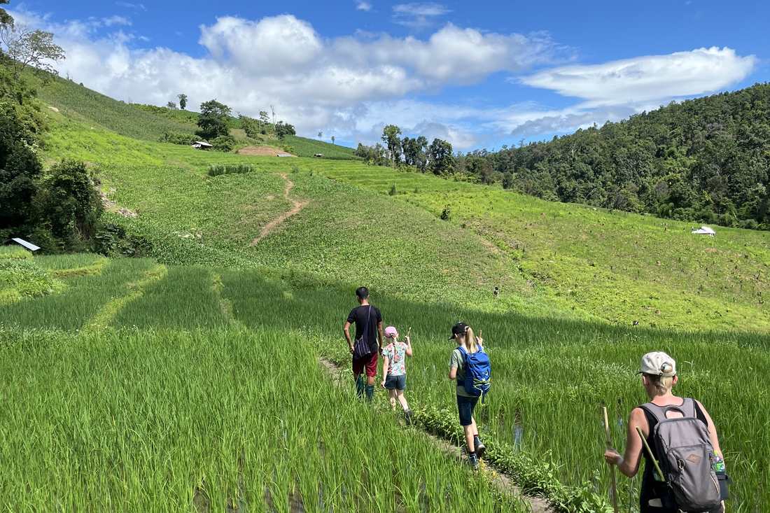 Een groep loopt in rijtjes over het pad door de felgroene rijstvelden, Thailand