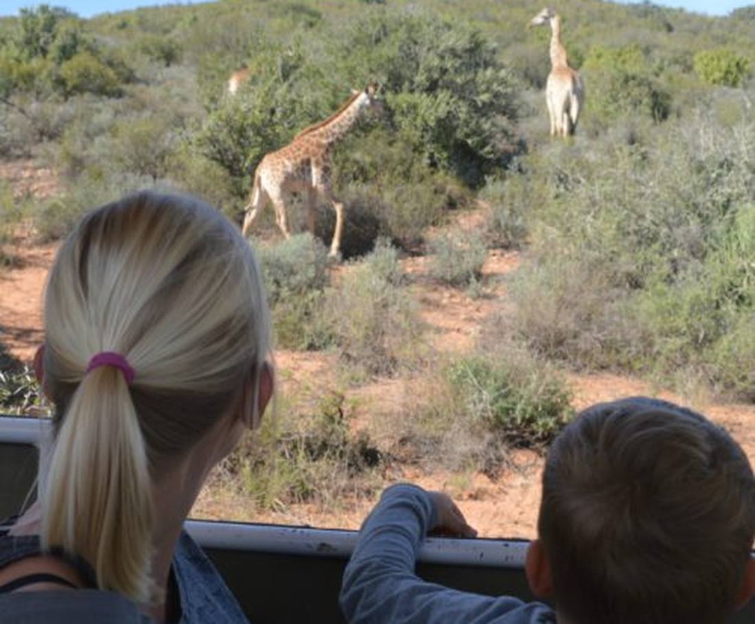 Twee jonge kinderen kijken vanuit de safariwagen naar giraffen in een privéreservaat, Zuid-Afrika