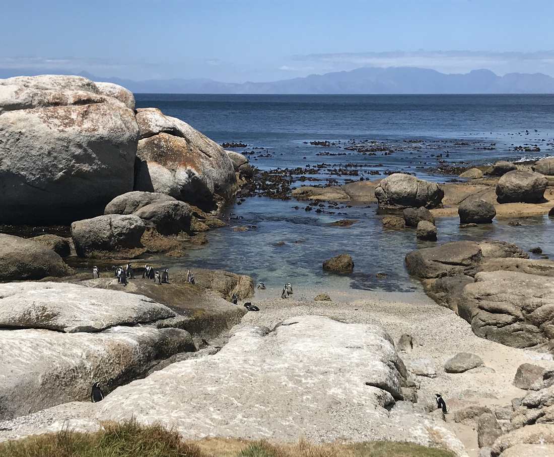 De pinguinkolonie op Boulders Beach bij Kaapstad, Zuid-Afrika