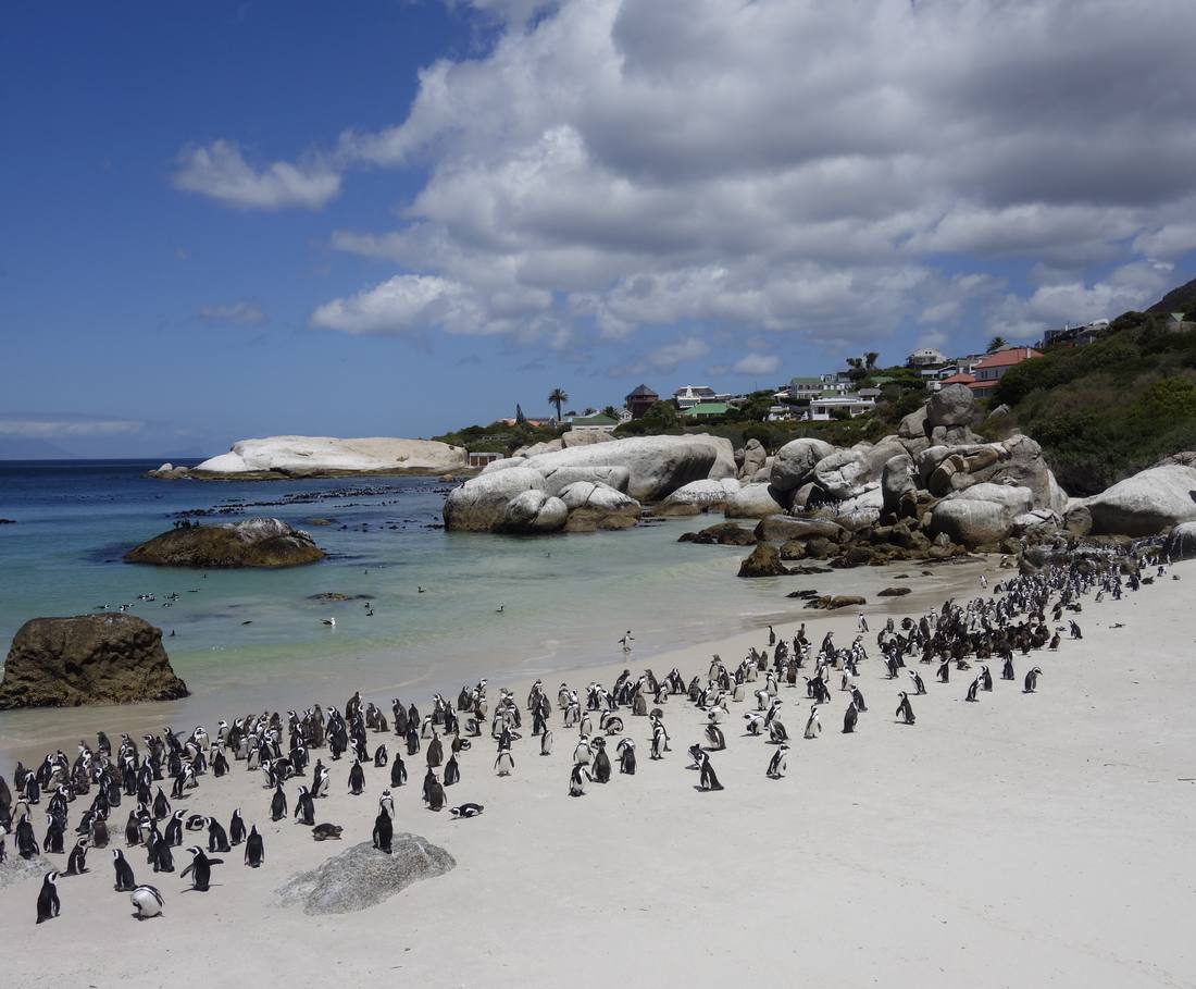 Pinguins scharrelen over het witte strand van Boulders Beach bij Kaapstad, Zuid-Afrika