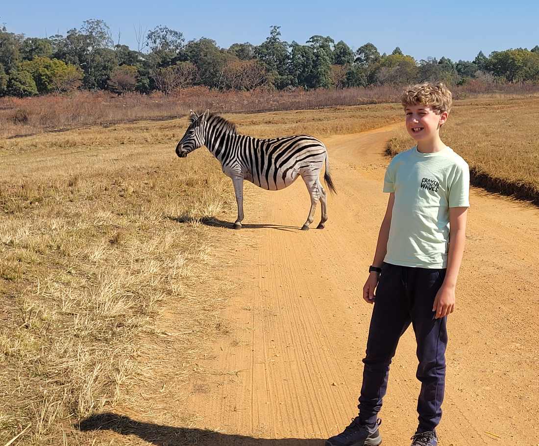 Een zebra staat vlak naast het pad in een wildpark in eSwatini