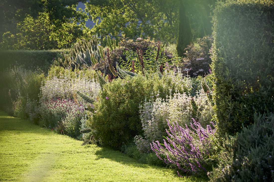 De lavendel in de tuin van een landgoed bij Franschhoek, de West-Kaap, Zuid-Afrika