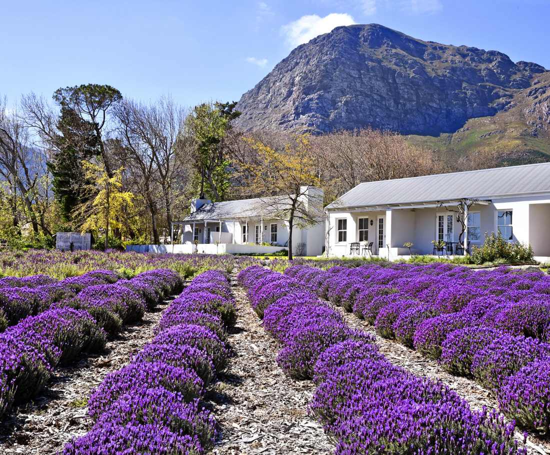 Rijen lavendel voor het witte guesthouse bij Franschhoek, met de bergen erachter, Zuid-Afrika