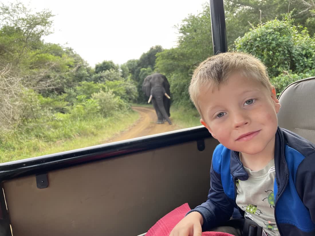 Olifanten van dichtbij, bij het Krugerpark, Zuid-Afrika