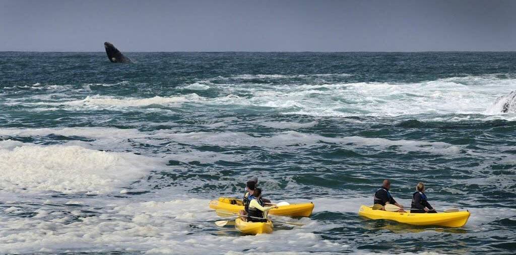 Kajakken bij Hermanus in de West-Kaap van Zuid-Afrika, op zoek naar walvissen