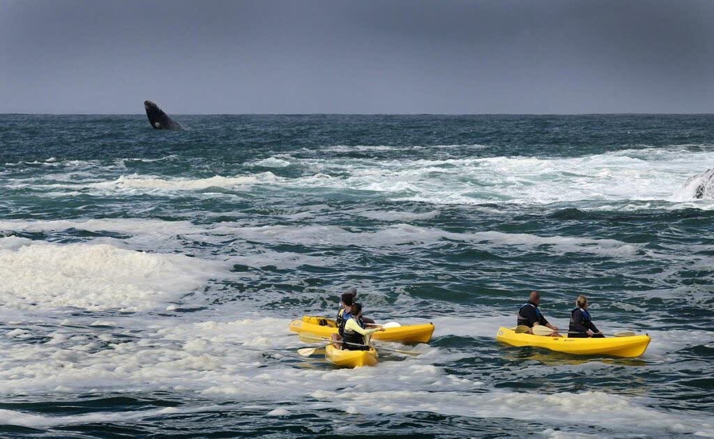 Kajakken bij Hermanus in de West-Kaap van Zuid-Afrika, op zoek naar walvissen