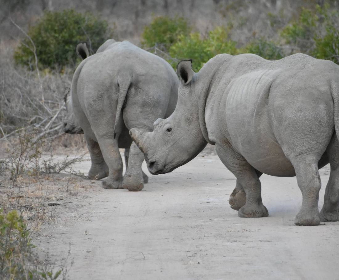 Twee neushoorns kop aan kop op de weg in het Krugerpark, Zuid-Afrika