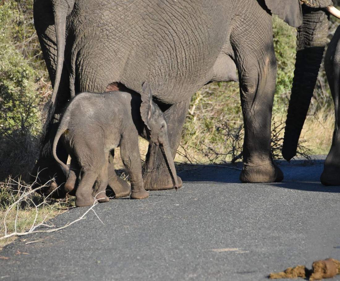 Een kudde olifanten met een kalf op de weg in het Krugerpark, gezien vanuit de auto, Zuid-Afrika