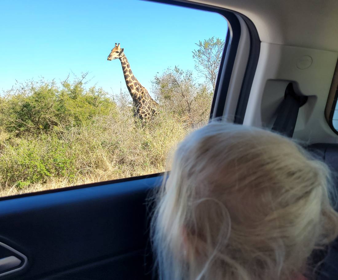 Een kind kijkt vanuit de auto naar een giraffe in het Krugerpark, Zuid-Afrika