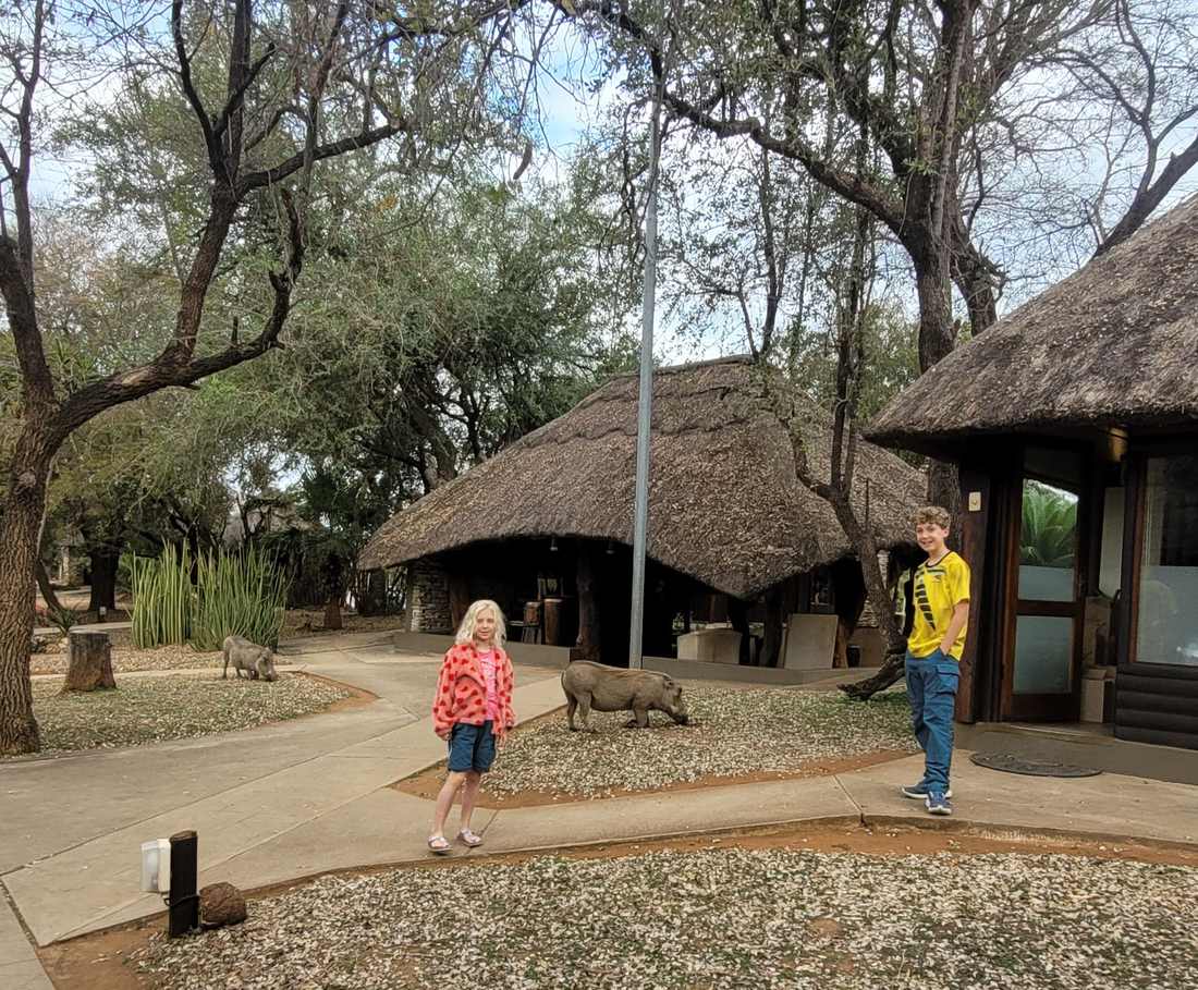 Kinderen lopen door het rustkamp in het Krugerpark, met wrattenzwijnen op het gras, Zuid-Afrika