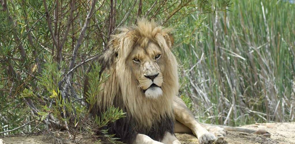 Leeuw met volle manen in de schaduw van de struiken, Zuid-Afrika