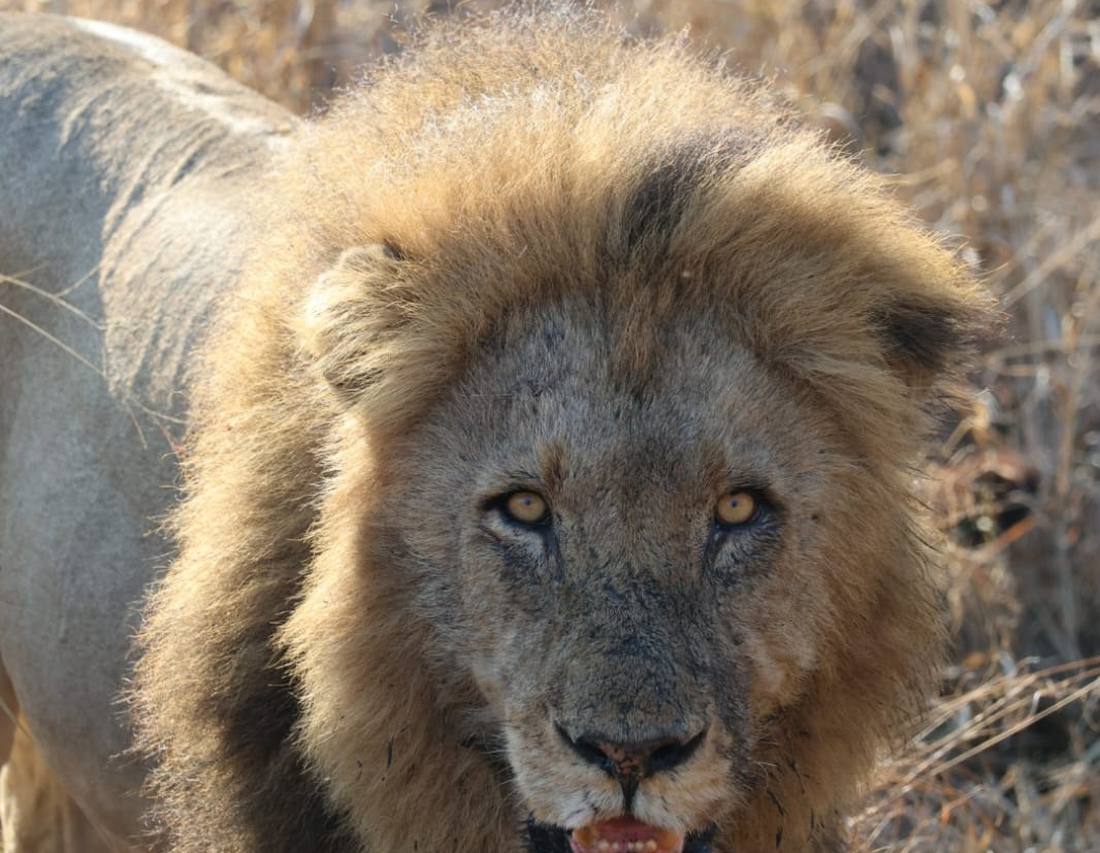 Leeuw met volle manen kijkt recht in de camera, Zuid-Afrika