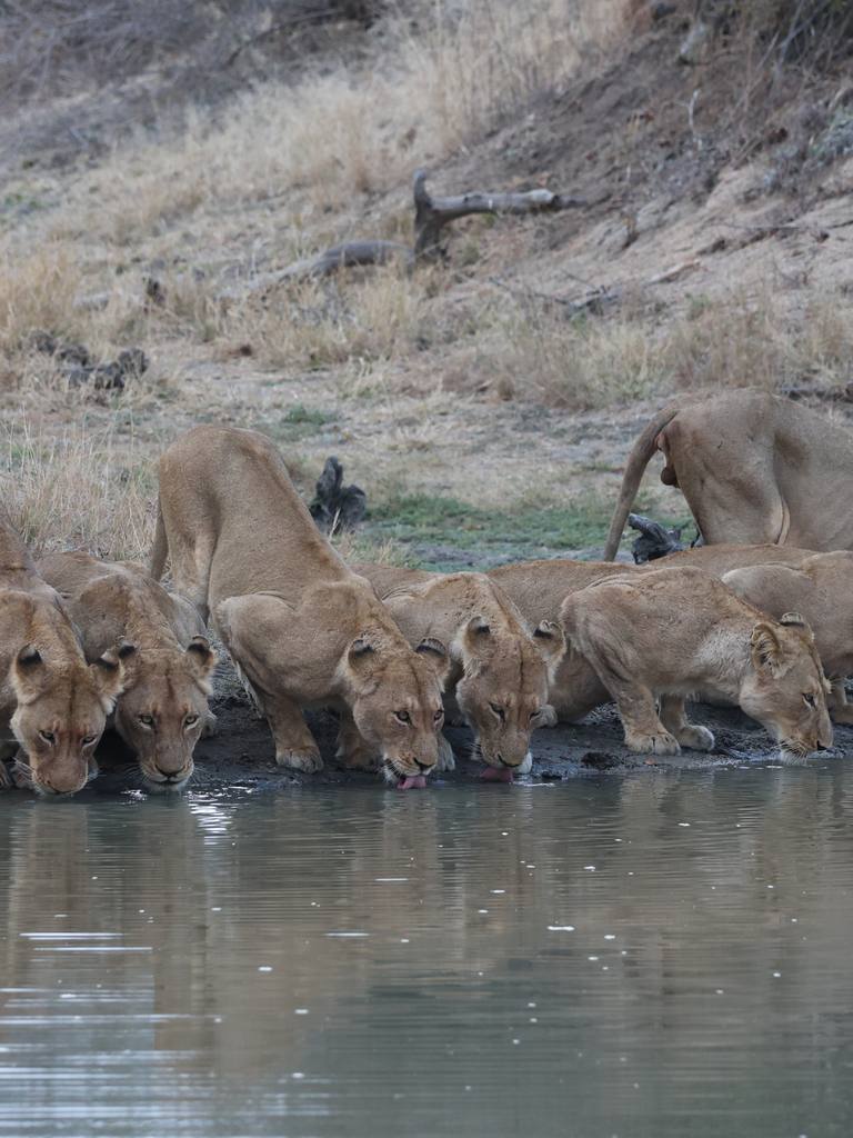 Leeuwen bij een drinkplaats in Zuid-Afrika