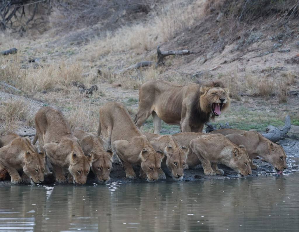 Leeuwinnen drinken bij de waterplaats in het vroege ochtendlicht, Zuid-Afrika