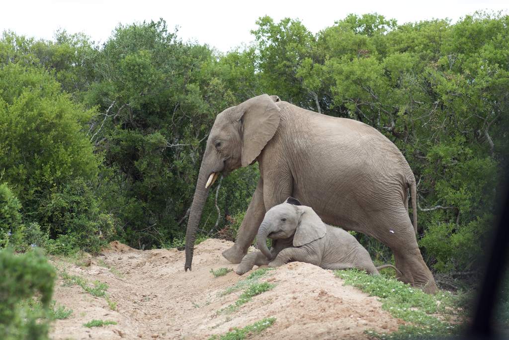 Een olifant met haar kalf in het Krugerpark, Zuid-Afrika