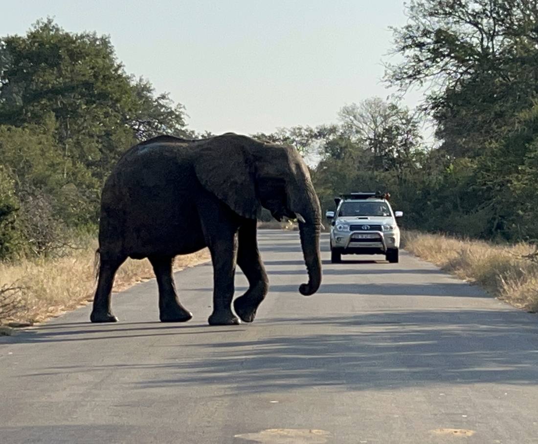 Een olifant steekt de weg over vlak voor een auto in het Krugerpark, Zuid-Afrika