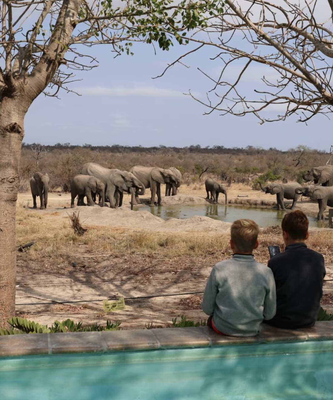 Kinderen kijken vanaf de rand van het zwembad naar een kudde olifanten bij de drinkplaats, Zuid-Afrika