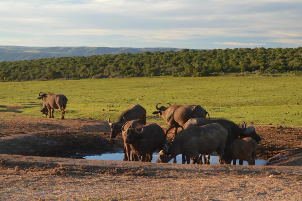 Buffels bij de waterdrinkplaats in Addo, de Oostkaap, Zuid-Afrika